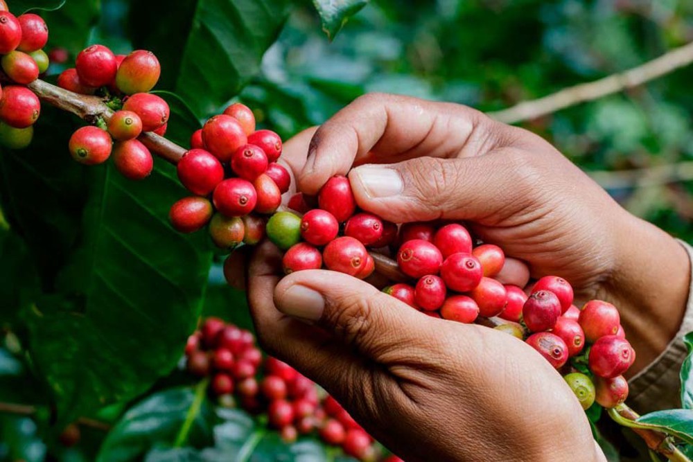 Rondônia Rural Show impulsiona e destaca potencial do setor cafeeiro estadual