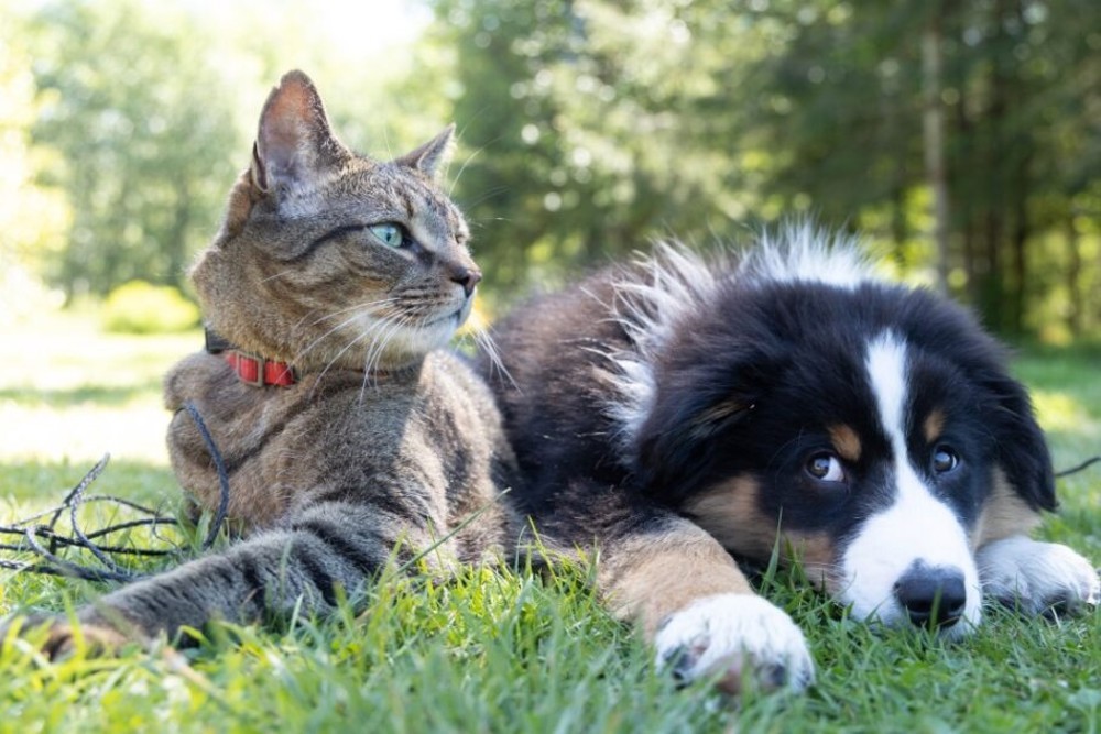 Controle de infecções bacterianas devolve bem-estar e saúde a cães e gatos