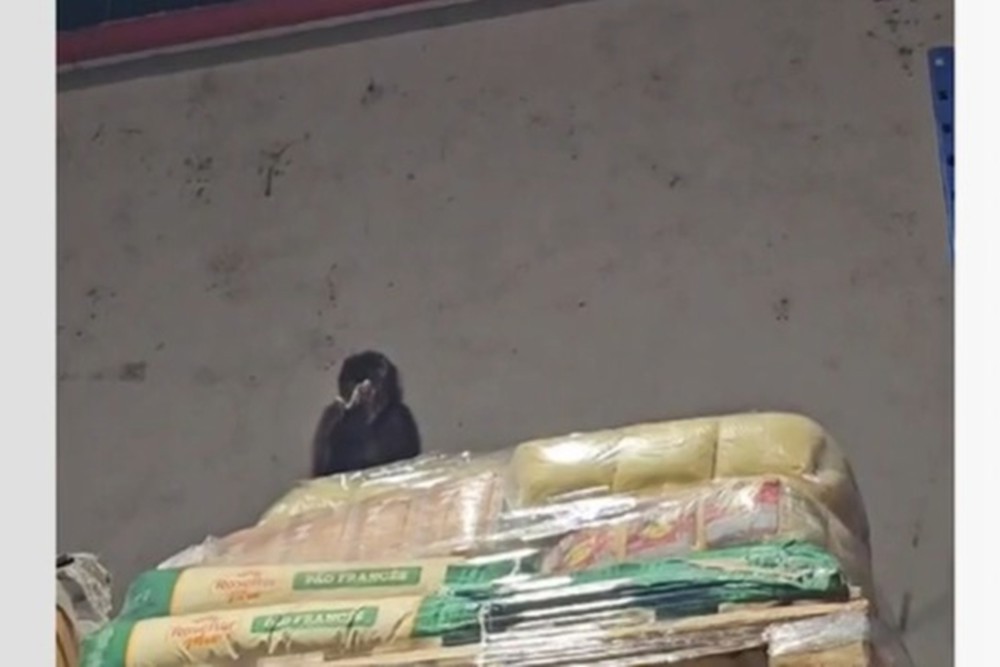 Macaco entra em supermercado duas vezes para beber cerveja e comer pinhão  