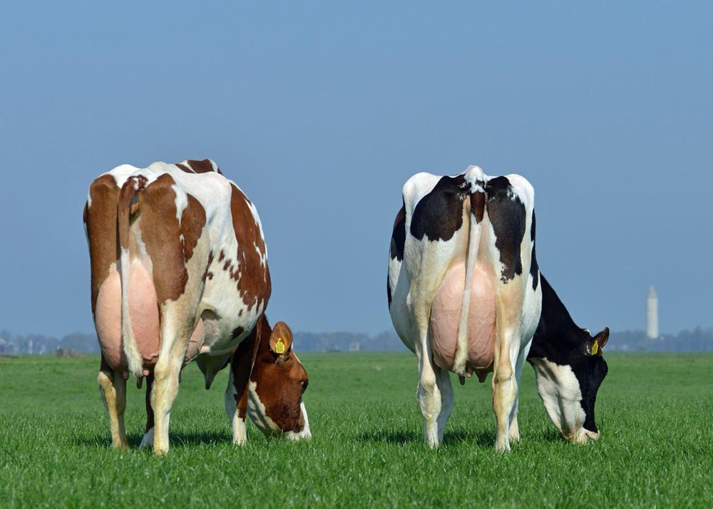 Reprodução e sanidade de bovinos leiteiros são prioridades da Vetoquinol na 17ª Expofrísia