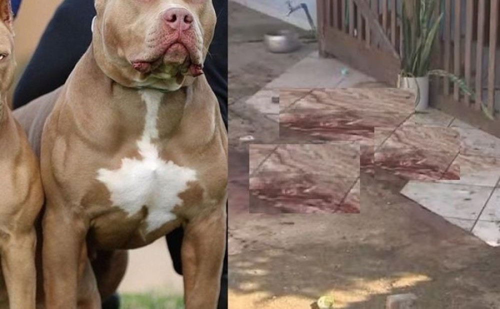 Quatro pitbulls matam homem de 35 anos em quintal de casa