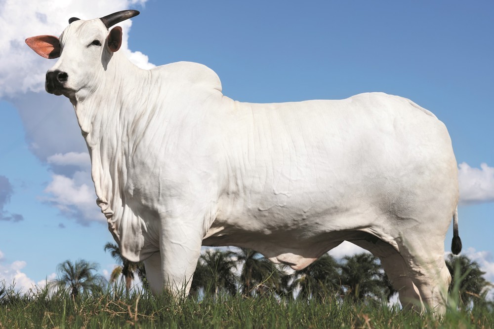 Vaca Donna FIV CIAV foi valorizada em R$ 15,5 milhões em leilão na Expozebu