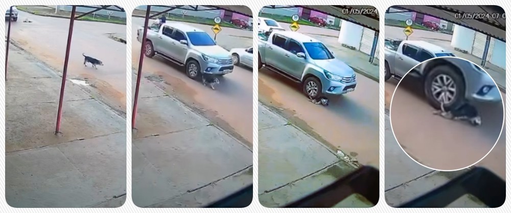 Câmera flagra motorista passando com caminhonete em cima de um cachorro