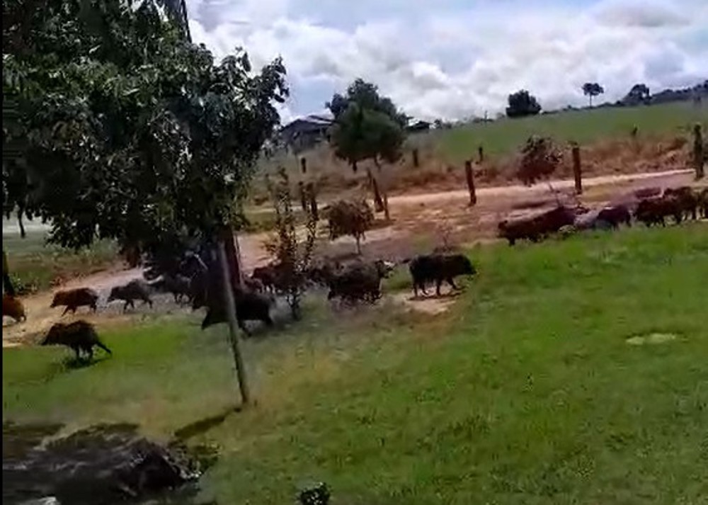 Vídeo: Porcos-do-mato invade quintal e deixa família assustada em Machadinho do Oeste