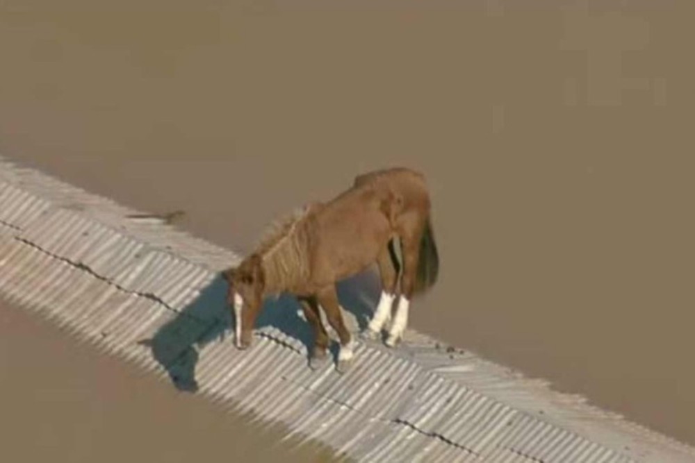 Cavalo Caramelo é resgatado de telhado em Canoas